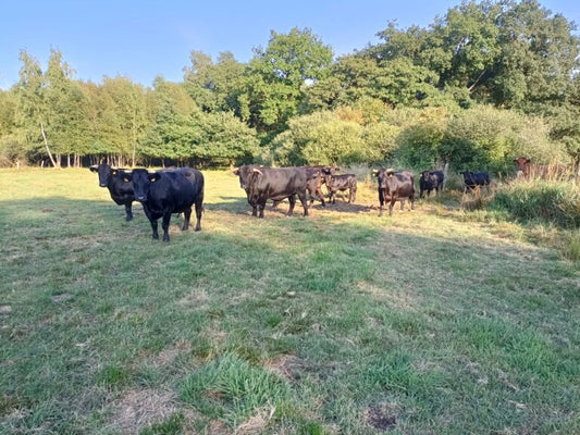 Rindfleischverkauf und -abholung am Freitag, den 02.09.