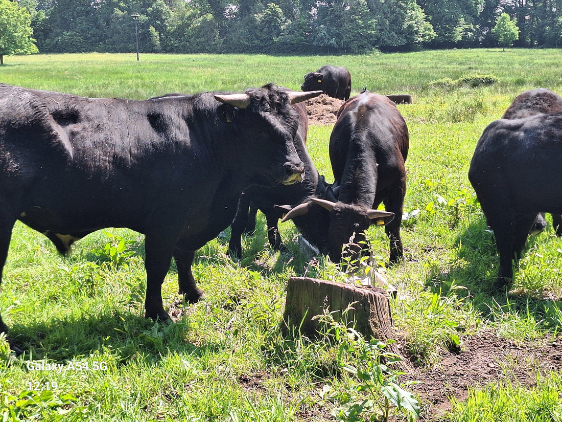 20.03.26: neuer Termin zur Rindfleischabholung