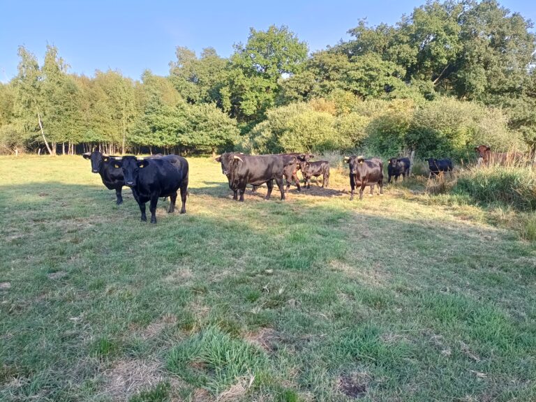 Rindfleischverkauf und -abholung am Freitag, den 02.09.